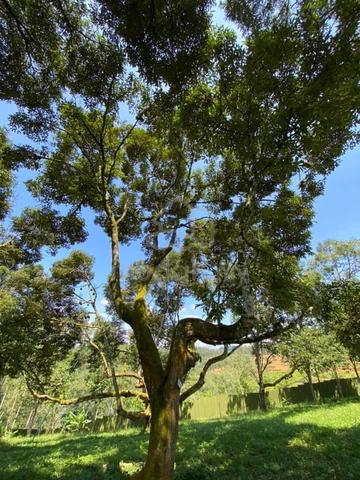 Nice durian farm in jelebu titi for sale 3