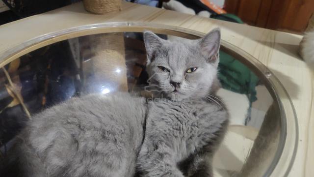 kitten British Shorthair  - photo 2 of 4