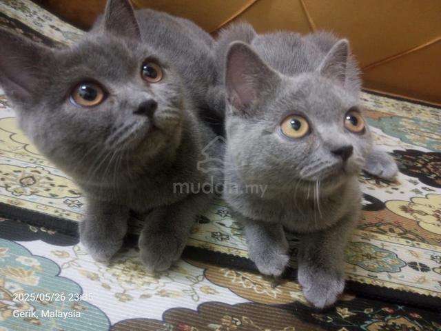 BSH sepasang - photo 3 of 3