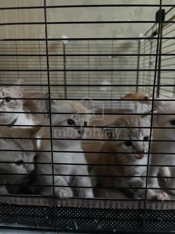 cat mix breed - photo 4 of 4