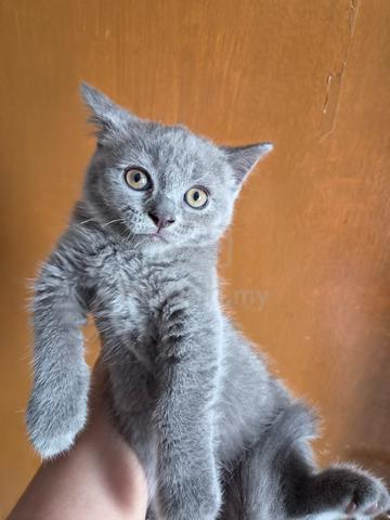 Bsh Kitten - photo 3 of 5