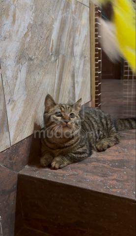 Kucing BSH Munchkin untuk dijual - photo 4 of 5