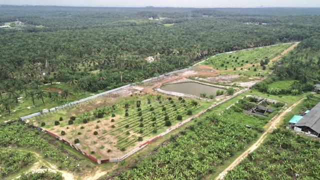 (312 DURIAN N 137 CEMPEDAK TREES! FREEHOLD) Agriculture Land 1