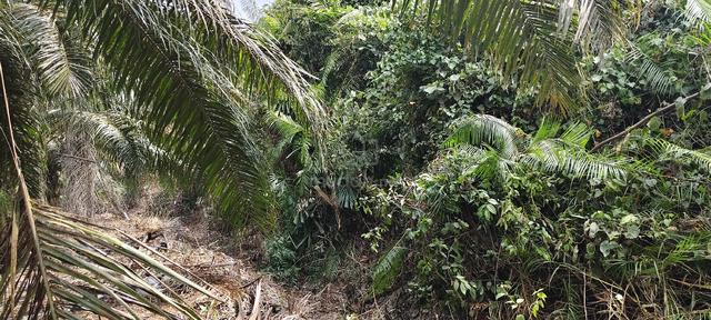 Tanah Muar Untuk Dijual 1