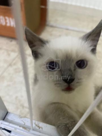 Ragdoll kitten mix bsh - photo 5 of 6