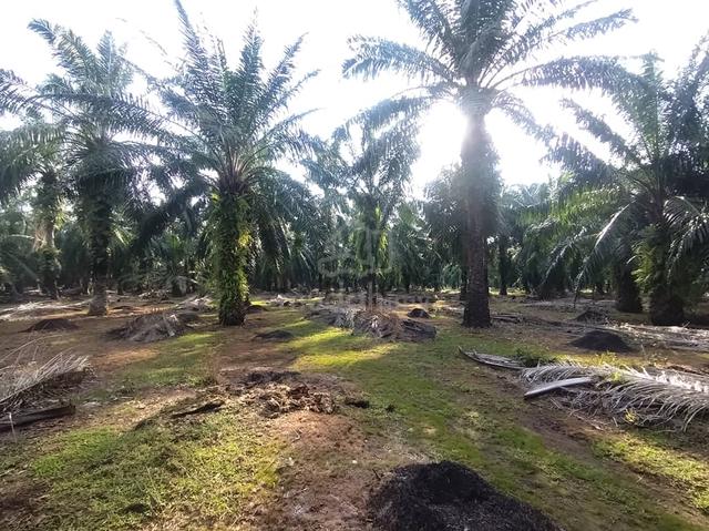 Kanchong Tengah Land Banting, 📌 * 5.06 acres 📌Freehold 5