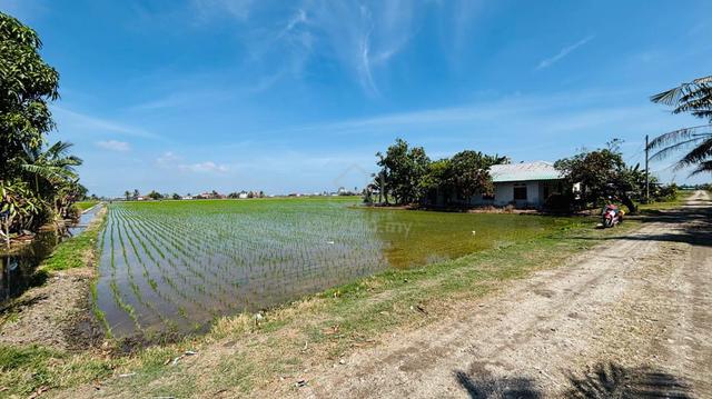 Tanah Sawah Mukim Tanjong Karang Untuk Dijual 1