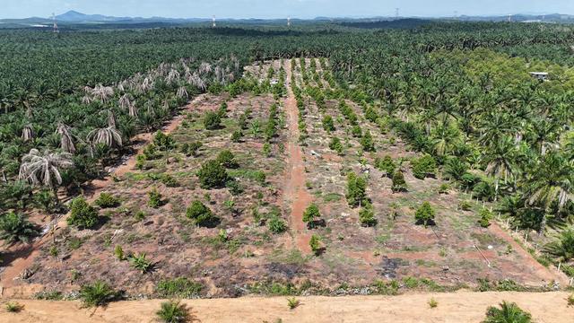 Yong Peng Agricultural Land For Sale 1