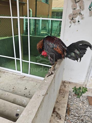 ayam untk dilepaskn - photo 2 of 2