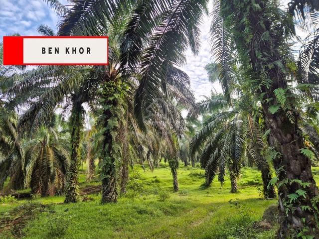 11 relung | Agricultural Land | Oil Plam | Serdang | KEDAH 1