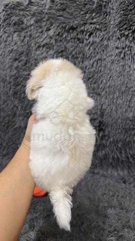 马尔泰男
Maltipoo 
Father maltese
Mother white poodle
 - photo 2 of 3