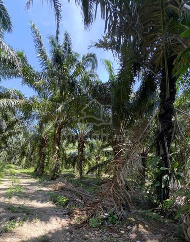 Tanah kebun sawit & tepi jalan besar 1