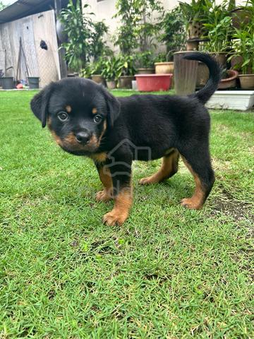 Rottweiler puppies 🐶🐾 - photo 2 of 4
