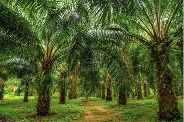Sook Oil Palm Plantation Land FOR SALE 1