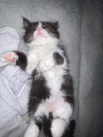 Carousel Image Selected