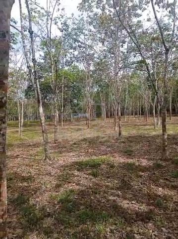 Mukim Plentong Agricultural Land Ulu Tiram Desa Cemerlang Masai 1