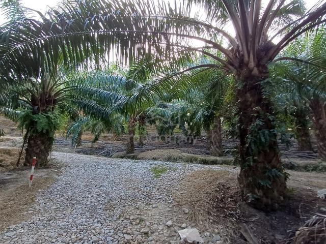 The Palm Oil Plantation Agricultural Land, Limbang Sarawak 1