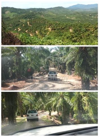 Palm Oil Plantation Land | 3585 Acres | Tongod 1