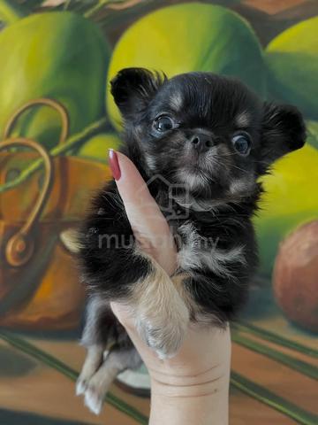 black and white Chihuahua ~5 - photo 5 of 6