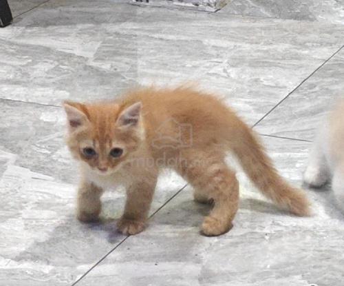 Non Standard Munchkin Kitten - photo 3 of 4