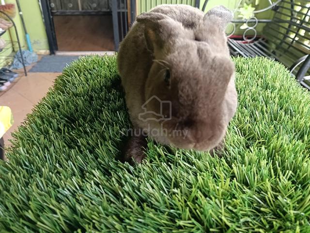 minirex pure breed  - photo 6 of 6