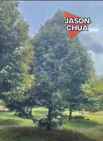 Durian Farm @ Nibong Tebal 1