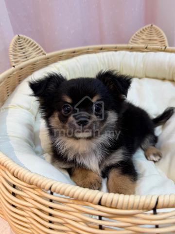 Long Coat Chihuahua male - photo 3 of 3