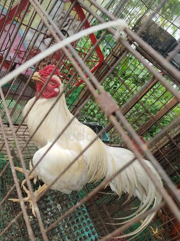 Ayam hujung - photo 3 of 4