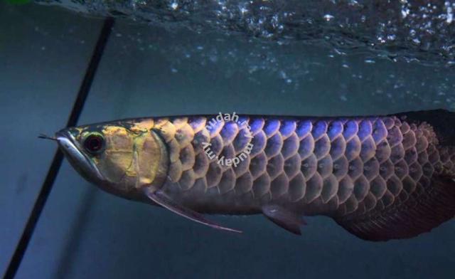 arowana power blue