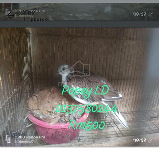Carousel Image