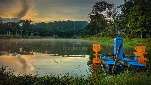 3.8 Acres | Ready Farmstay, Event Venue & Fishing Ponds | Kerling 1