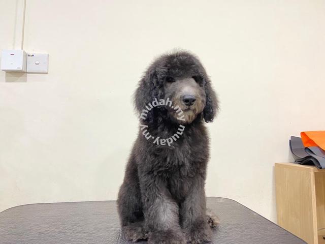 giant silver poodle