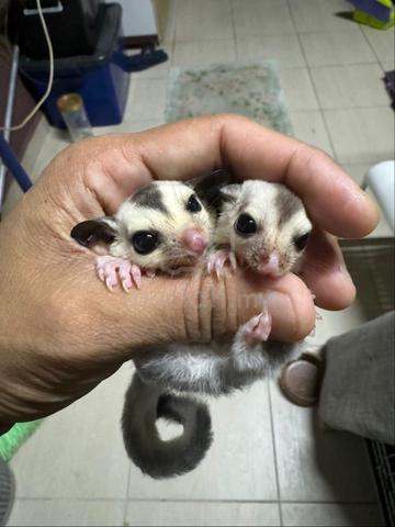 sugar glider - photo 2 of 2