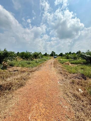Benut Agricultural Land For Sale 1