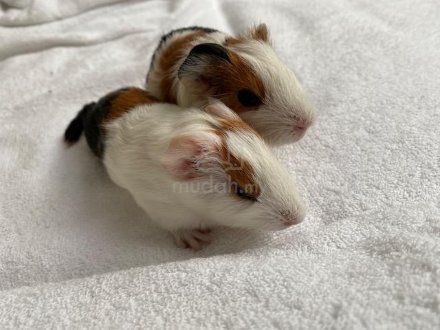 Guinea Pigs - photo 2 of 3
