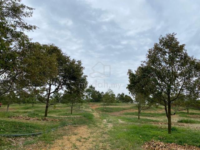 Freehold Open 3.9 Acres Durian Farm Lancang Merlimau Melaka 1