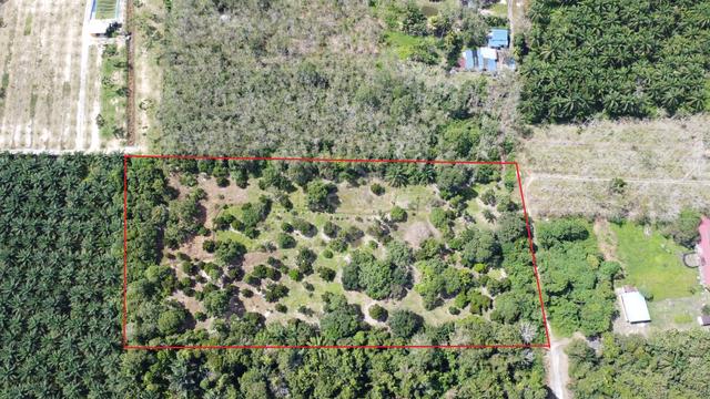 FOR SALE: 4.58 Acres Freehold Private Orchard near Jalan Lipis 1