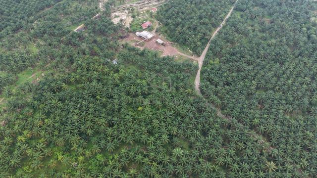 9 Acres Freehold Oil Palm Land With Road Reserved Payalang Teriang 1