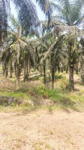 Beluran sungai sapi , NT 2 lots 26 acre old palm. 1