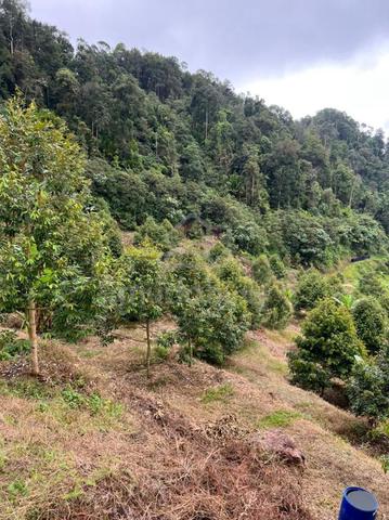 Freehold Musang King & Black Thorn Orchard Bentong For Sale 1
