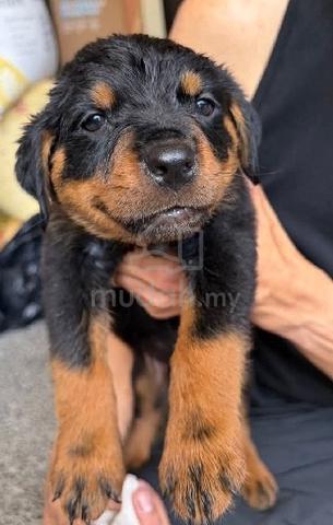 Rottweiler  - photo 2 of 5