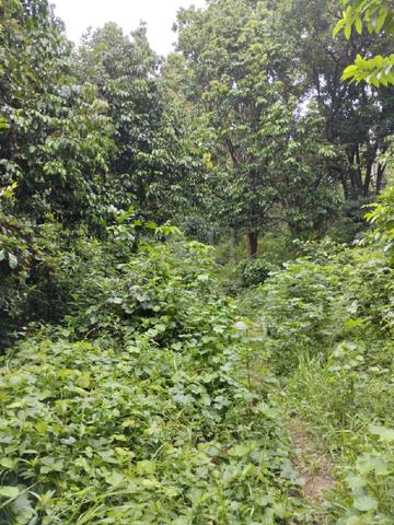 Tanah kebun buahan di kg Basong, hulu telemong, hulu Terengganu. 1