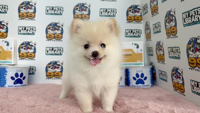 Tiny Pomeranian Puppy Female 可爱博美犬 Pets For Sale In Rawang Selangor