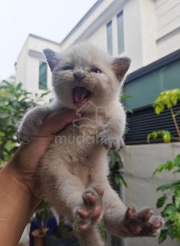 British shorthair - photo 6 of 6