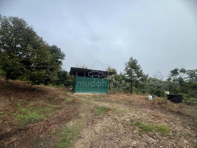 5.14 Ekar Durian farm near Taman Desa Damai Bentong & Raub town 1