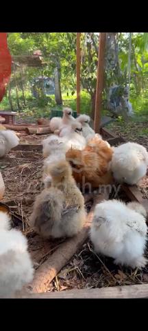 ayam silkie us silkie chicken - photo 5 of 6