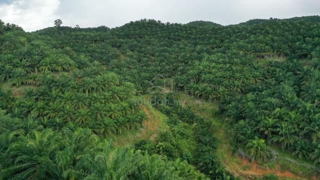 Keningau Ansip (Small Hill) palm oil Land . 640acs ((( FOR SALE ))) 1