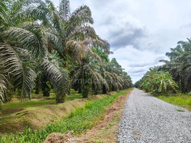 CL Land Near Beaufort Town 1