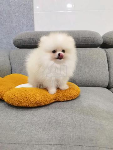 Tiny Pomeranian puppy - photo 2 of 5