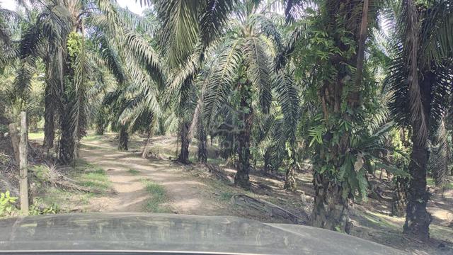 2 acres Sungai Tiram, Freehold,Sungai Redan,Ulu Tiram 1